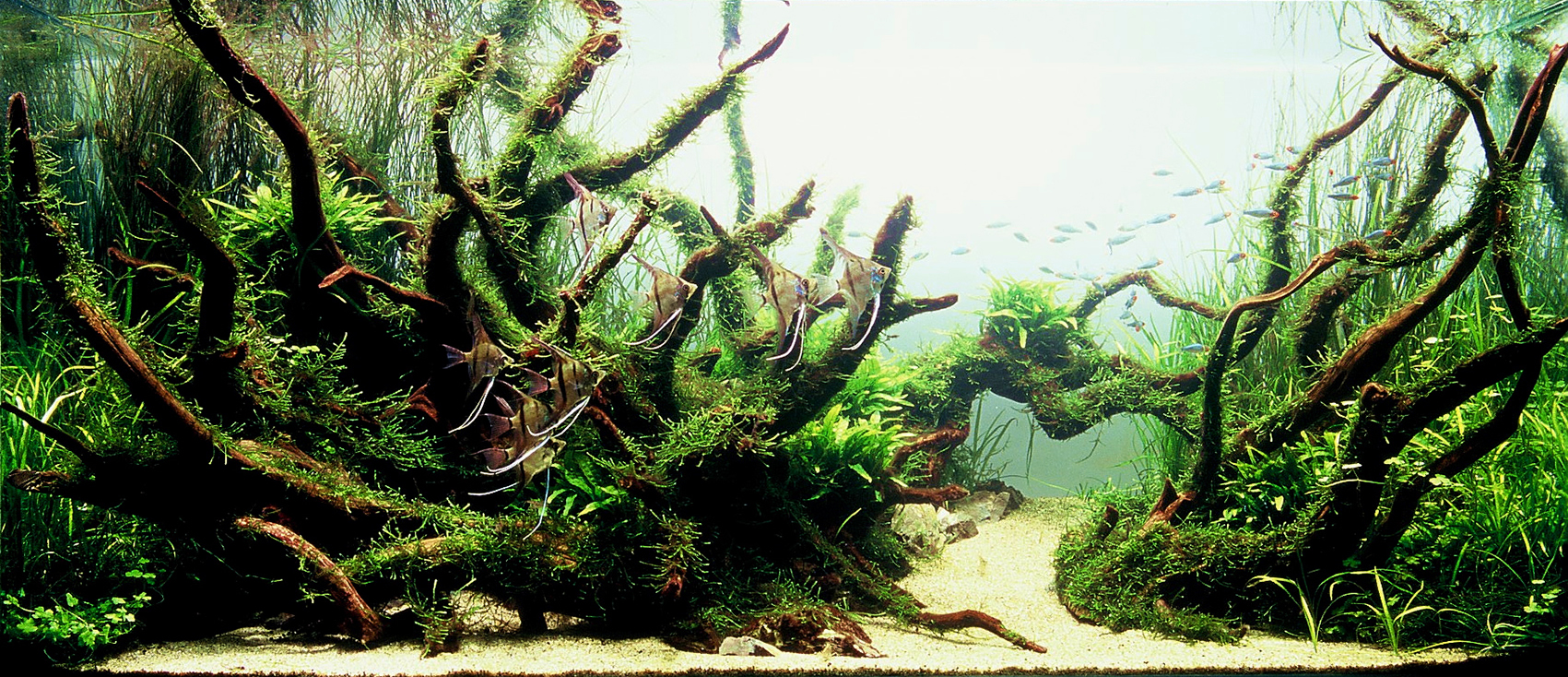 Aquascaping, ландшафт, дизайн, аквариум