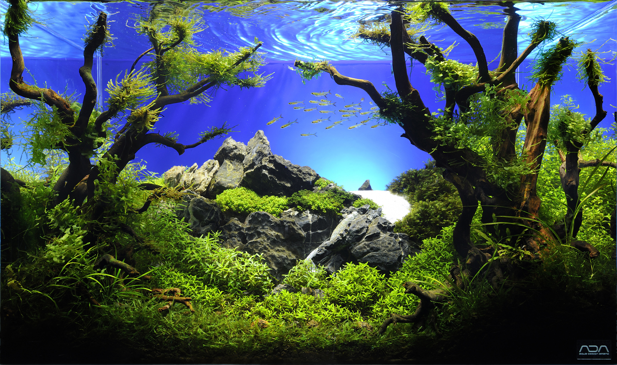 Aquascaping, ландшафт, дизайн, аквариум