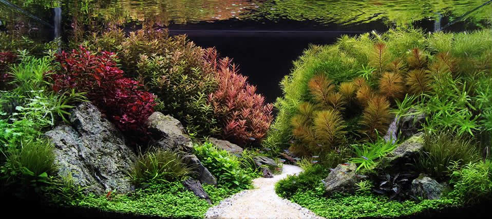 Aquascaping, ландшафт, дизайн, аквариум