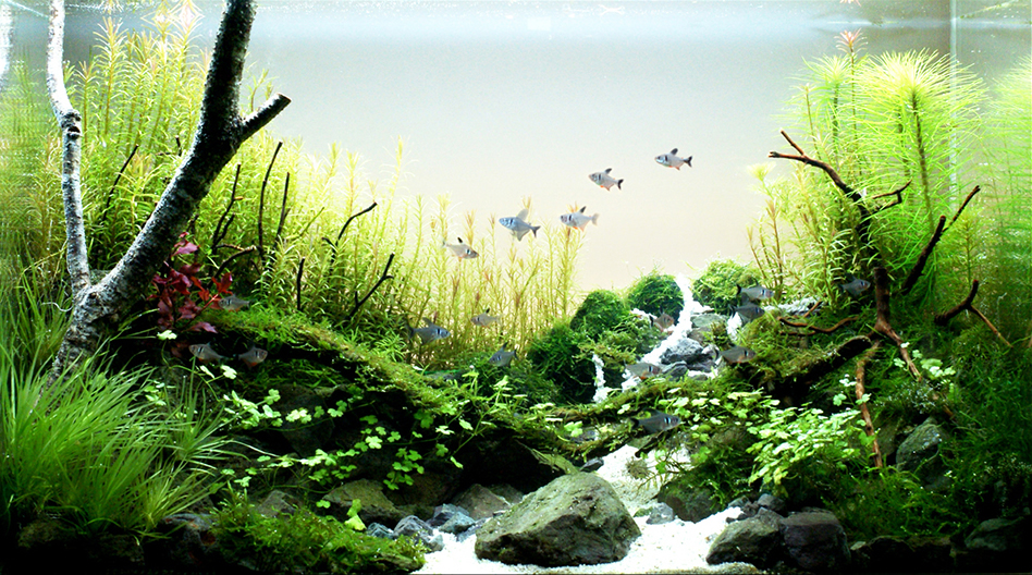 Aquascaping, ландшафт, дизайн, аквариум