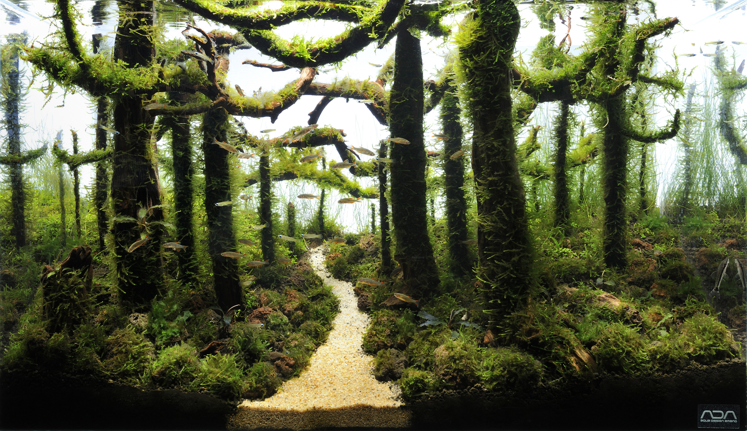 Aquascaping, ландшафт, дизайн, аквариум