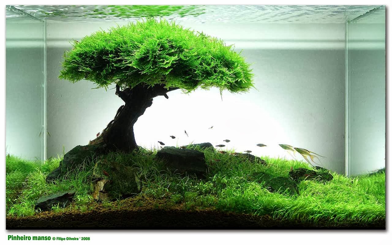 Aquascaping, ландшафт, дизайн, аквариум