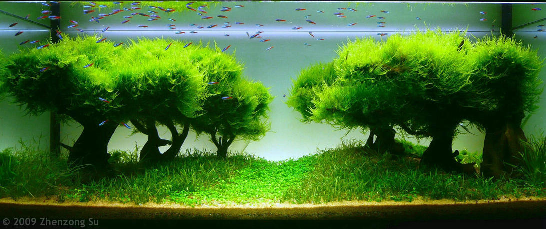 Aquascaping, ландшафт, дизайн, аквариум