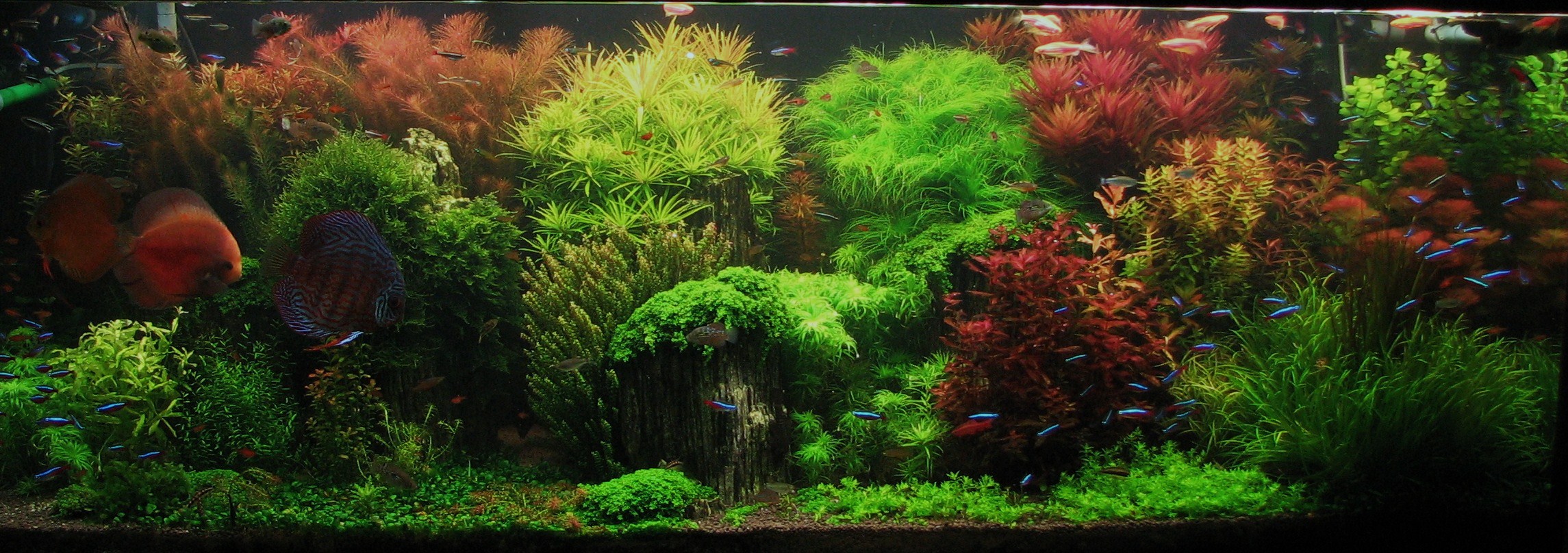Aquascaping, ландшафт, дизайн, аквариум