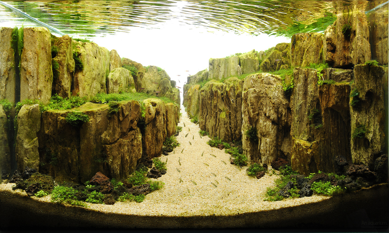 Aquascaping, ландшафт, дизайн, аквариум