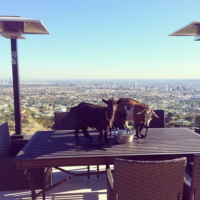 Дэн Билзериан, Dan Bilzerian, роскошная жизнь игрока в покер, король инстаграма, плейбой