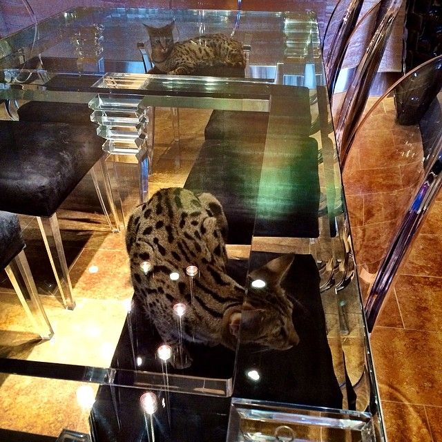 Дэн Билзериан, Dan Bilzerian, роскошная жизнь игрока в покер, король инстаграма, плейбой