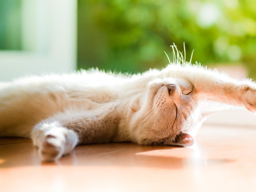 познавательные факты обо всём на свете, спорим вы не знали