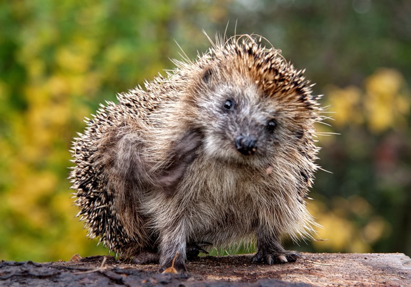умные ответы на глупые вопросы