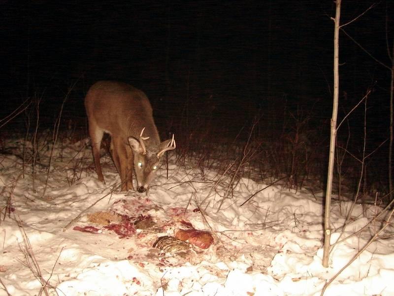 познавательные факты обо всём на свете, спорим вы не знали