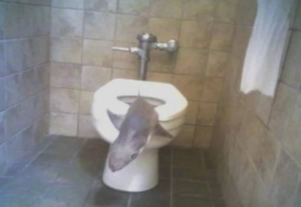 вещи найденные в туалете, люди нашли в туалете, змея в туалете