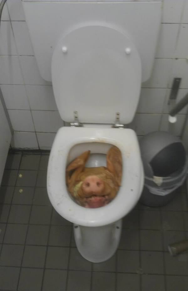 вещи найденные в туалете, люди нашли в туалете, змея в туалете