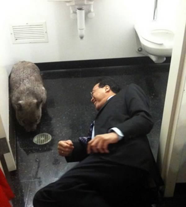 вещи найденные в туалете, люди нашли в туалете, змея в туалете