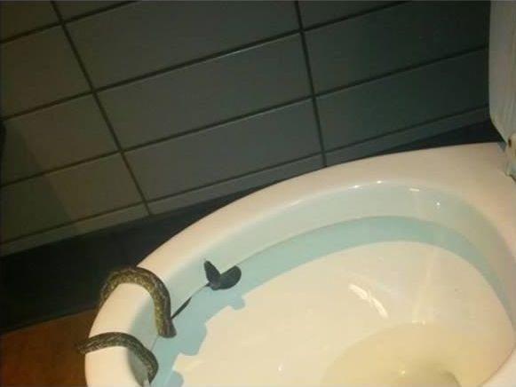 вещи найденные в туалете, люди нашли в туалете, змея в туалете