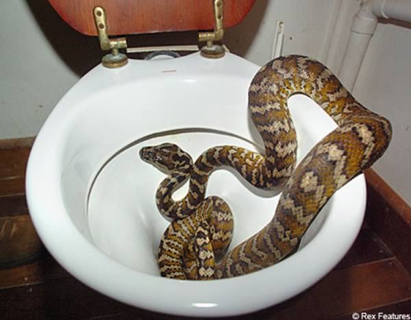 вещи найденные в туалете, люди нашли в туалете, змея в туалете