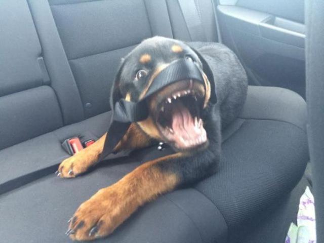 Позитив, юмор, смешные фотографии,прикол