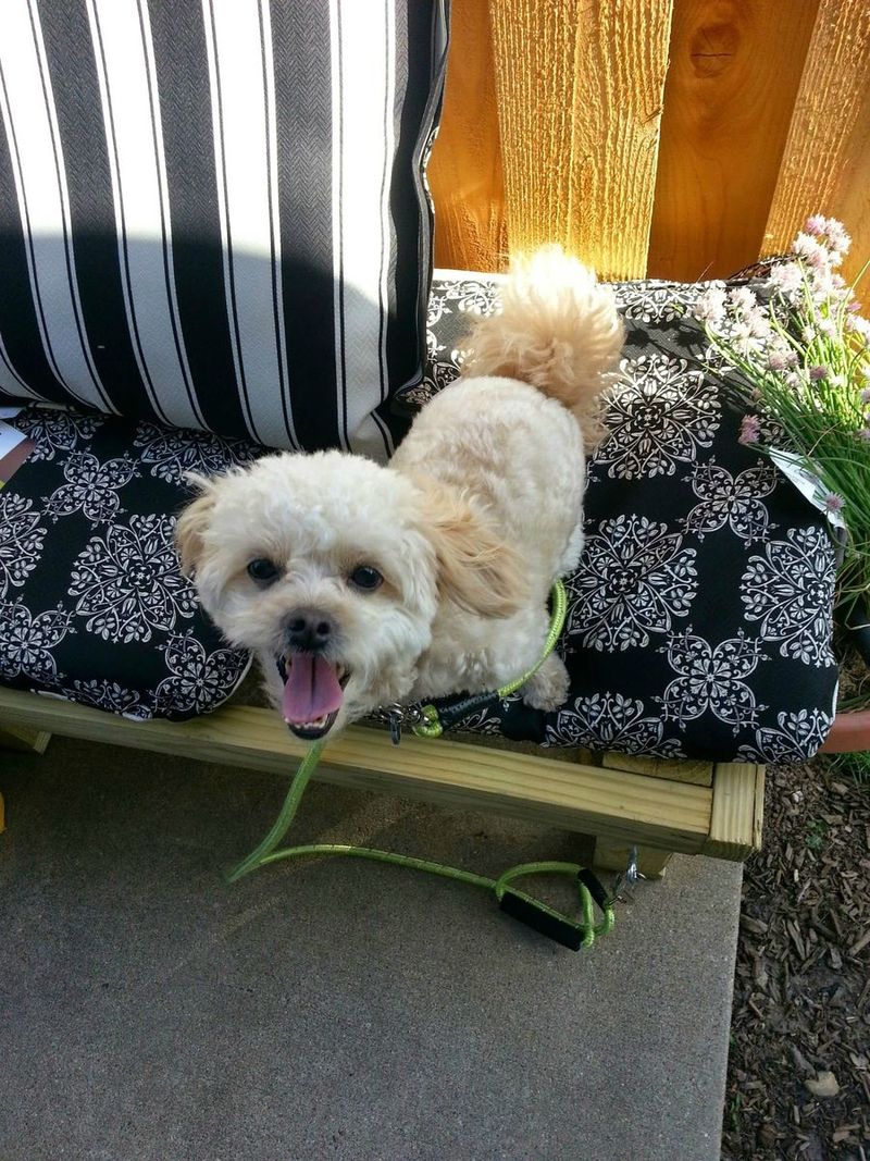 превартил патиое в веранду, ремонт патио, дизайн веранды, дизайн патио, идеи для дома дачи