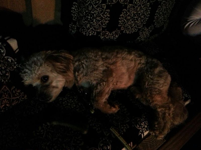 превартил патиое в веранду, ремонт патио, дизайн веранды, дизайн патио, идеи для дома дачи