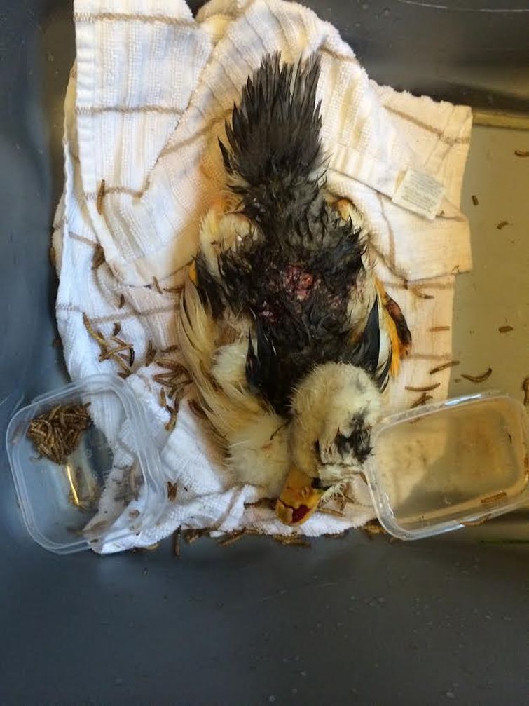 парент спас утку, выходил утку, утка порванный клюв спас