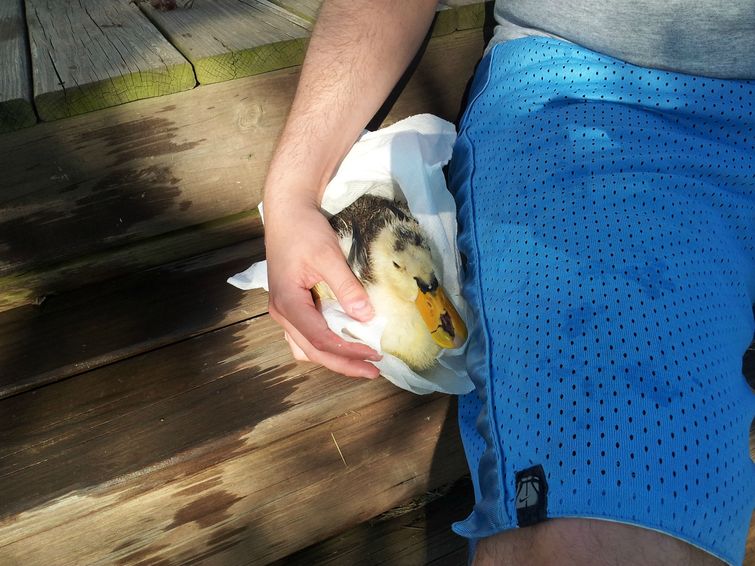 парент спас утку, выходил утку, утка порванный клюв спас