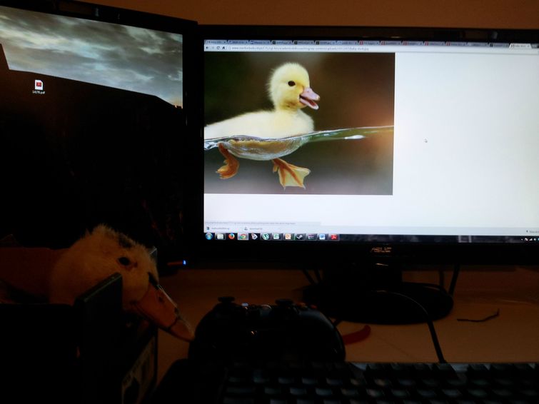 парент спас утку, выходил утку, утка порванный клюв спас