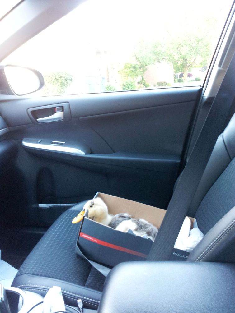 парент спас утку, выходил утку, утка порванный клюв спас