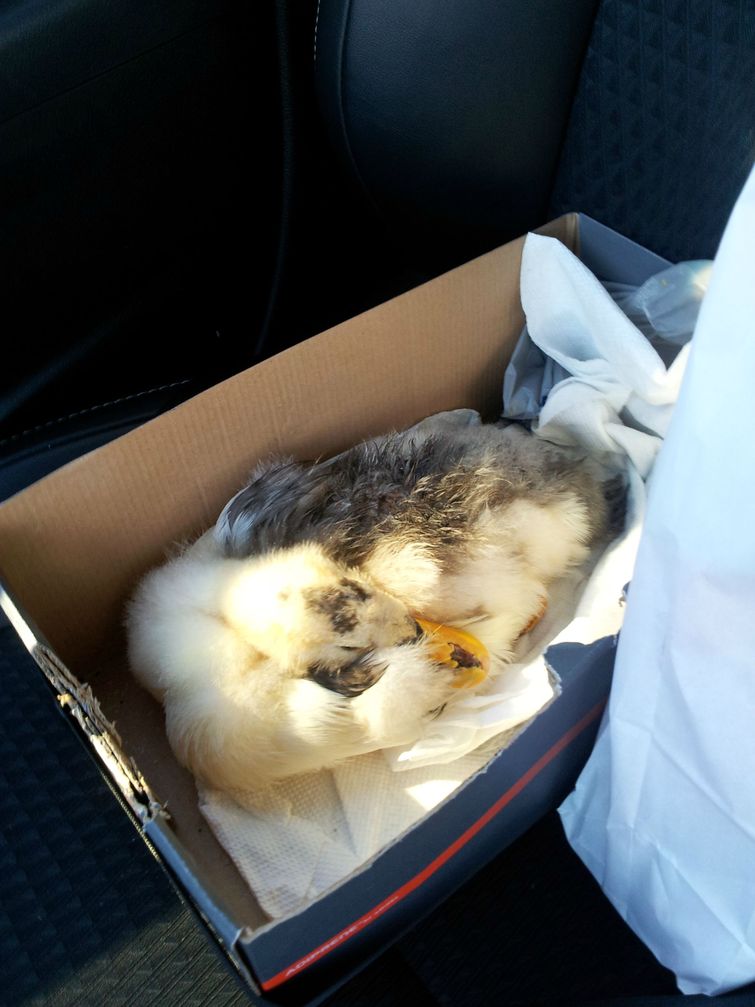 парент спас утку, выходил утку, утка порванный клюв спас