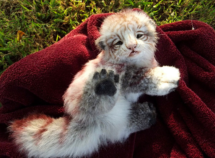 плюшевые игрушки настоящие животные, Ли Кросс, Lee Cross, животные как игрушки