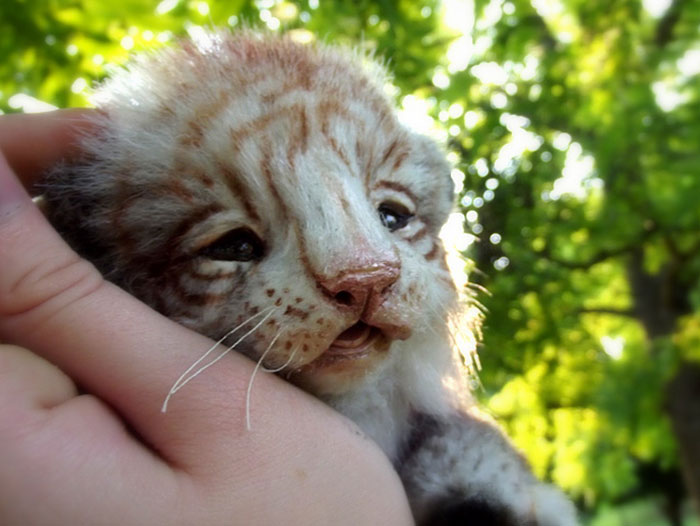 плюшевые игрушки настоящие животные, Ли Кросс, Lee Cross, животные как игрушки