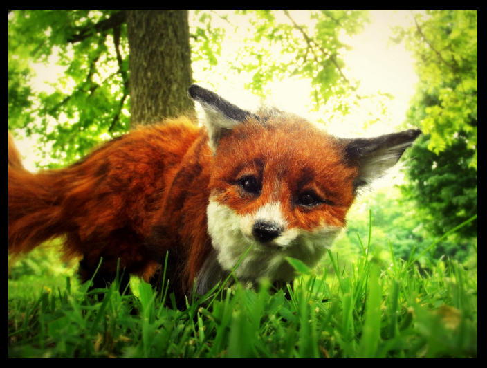 плюшевые игрушки настоящие животные, Ли Кросс, Lee Cross, животные как игрушки