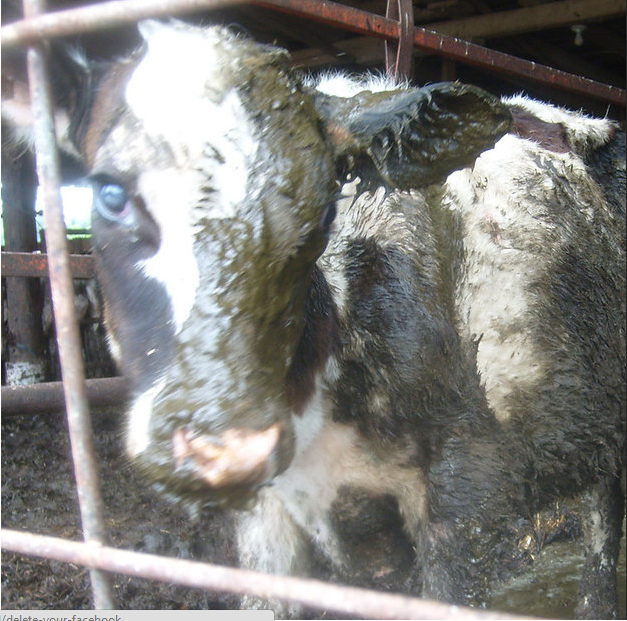 Истории спасения животных, находящихся в чудовищном состоянии и их фотографии после восстановления истории спасения животных, спасение и восстановление животных, спасение животных, животные до и после