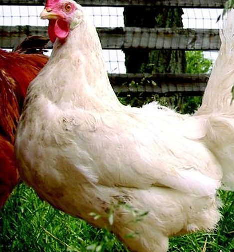 Истории спасения животных, находящихся в чудовищном состоянии и их фотографии после восстановления истории спасения животных, спасение и восстановление животных, спасение животных, животные до и после