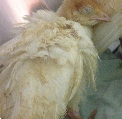 Истории спасения животных, находящихся в чудовищном состоянии и их фотографии после восстановления истории спасения животных, спасение и восстановление животных, спасение животных, животные до и после