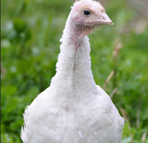 Истории спасения животных, находящихся в чудовищном состоянии и их фотографии после восстановления истории спасения животных, спасение и восстановление животных, спасение животных, животные до и после