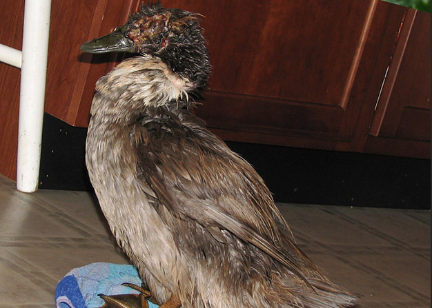 Истории спасения животных, находящихся в чудовищном состоянии и их фотографии после восстановления истории спасения животных, спасение и восстановление животных, спасение животных, животные до и после