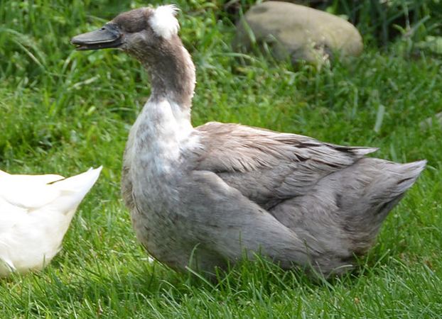Истории спасения животных, находящихся в чудовищном состоянии и их фотографии после восстановления истории спасения животных, спасение и восстановление животных, спасение животных, животные до и после
