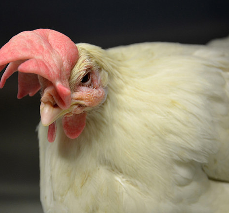 Истории спасения животных, находящихся в чудовищном состоянии и их фотографии после восстановления истории спасения животных, спасение и восстановление животных, спасение животных, животные до и после