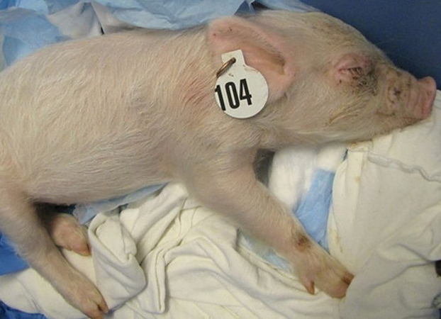 Истории спасения животных, находящихся в чудовищном состоянии и их фотографии после восстановления истории спасения животных, спасение и восстановление животных, спасение животных, животные до и после