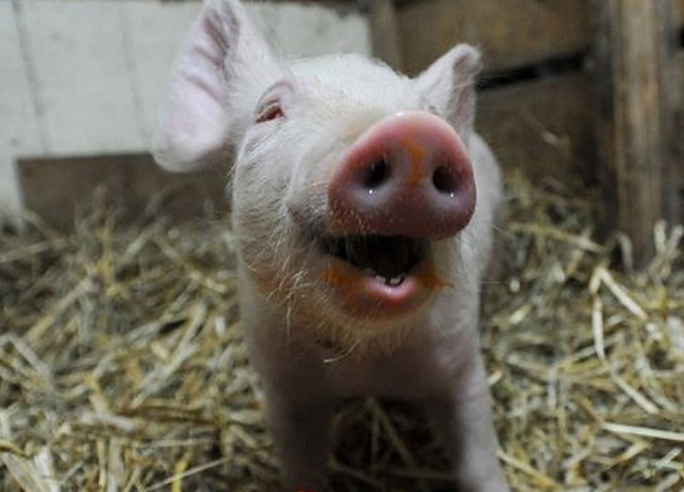 Истории спасения животных, находящихся в чудовищном состоянии и их фотографии после восстановления истории спасения животных, спасение и восстановление животных, спасение животных, животные до и после