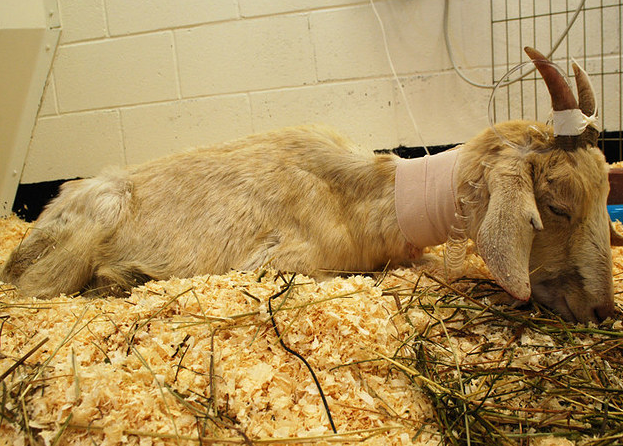 Истории спасения животных, находящихся в чудовищном состоянии и их фотографии после восстановления истории спасения животных, спасение и восстановление животных, спасение животных, животные до и после