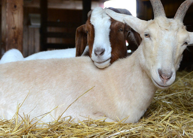 Истории спасения животных, находящихся в чудовищном состоянии и их фотографии после восстановления истории спасения животных, спасение и восстановление животных, спасение животных, животные до и после