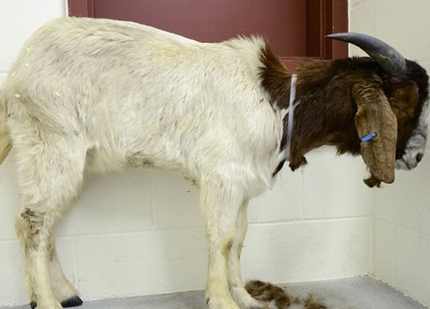 Истории спасения животных, находящихся в чудовищном состоянии и их фотографии после восстановления истории спасения животных, спасение и восстановление животных, спасение животных, животные до и после