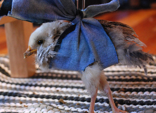 Истории спасения животных, находящихся в чудовищном состоянии и их фотографии после восстановления истории спасения животных, спасение и восстановление животных, спасение животных, животные до и после