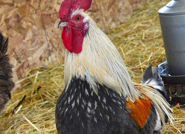 Истории спасения животных, находящихся в чудовищном состоянии и их фотографии после восстановления истории спасения животных, спасение и восстановление животных, спасение животных, животные до и после