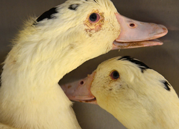 Истории спасения животных, находящихся в чудовищном состоянии и их фотографии после восстановления истории спасения животных, спасение и восстановление животных, спасение животных, животные до и после