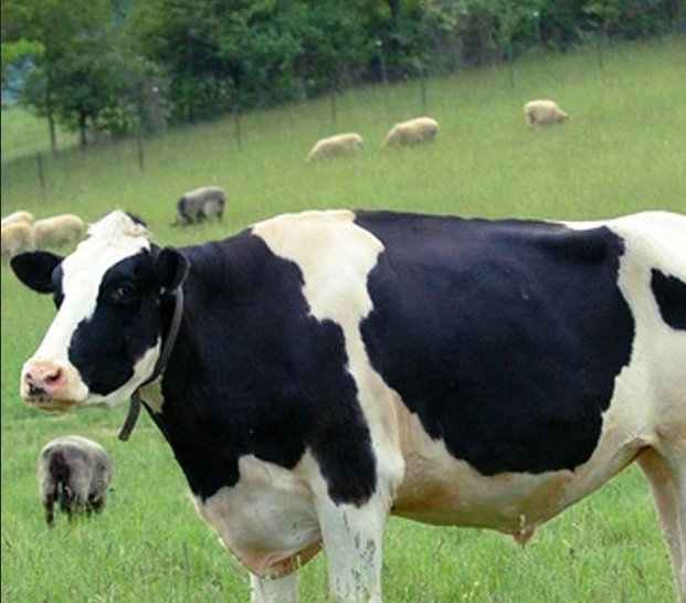 Истории спасения животных, находящихся в чудовищном состоянии и их фотографии после восстановления истории спасения животных, спасение и восстановление животных, спасение животных, животные до и после