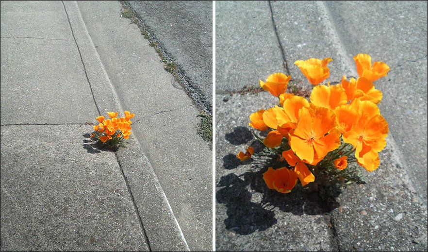 растения не сдаются, берите пример с растений, растения выросли условия