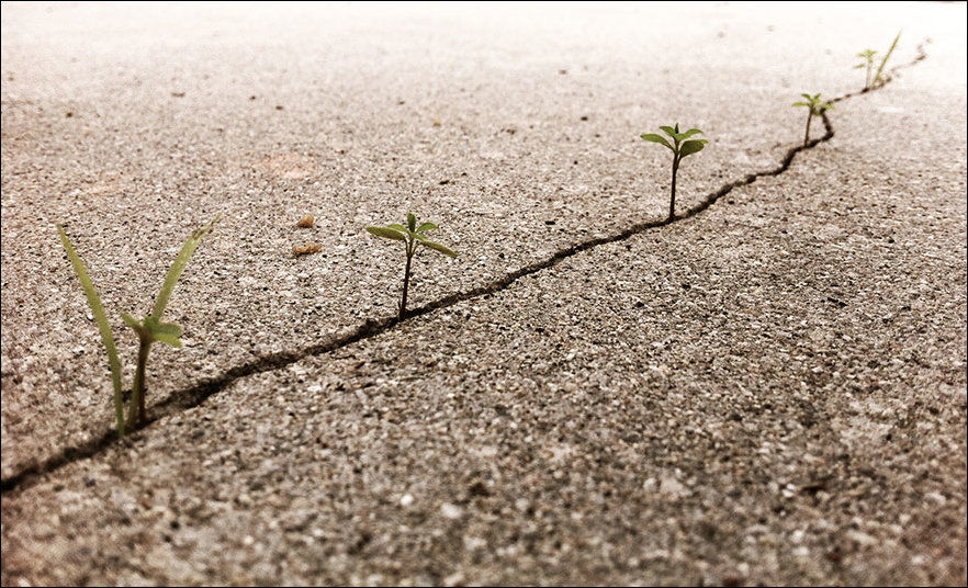 растения не сдаются, берите пример с растений, растения выросли условия