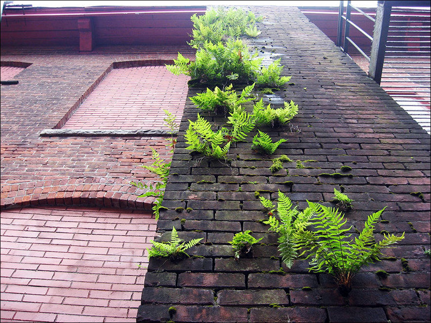 растения не сдаются, берите пример с растений, растения выросли условия