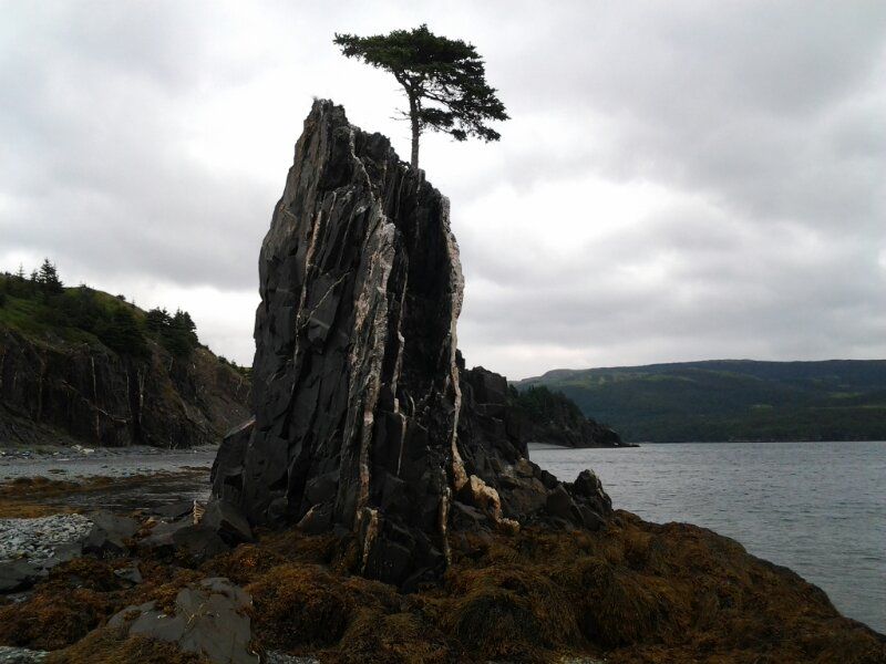 растения не сдаются, берите пример с растений, растения выросли условия